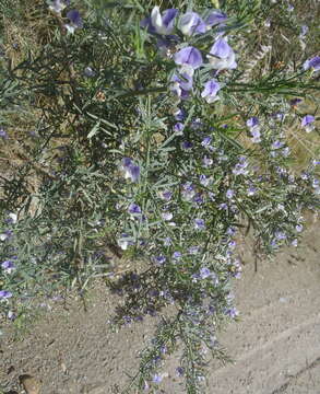 Image of Psoralea axillaris L. fil.