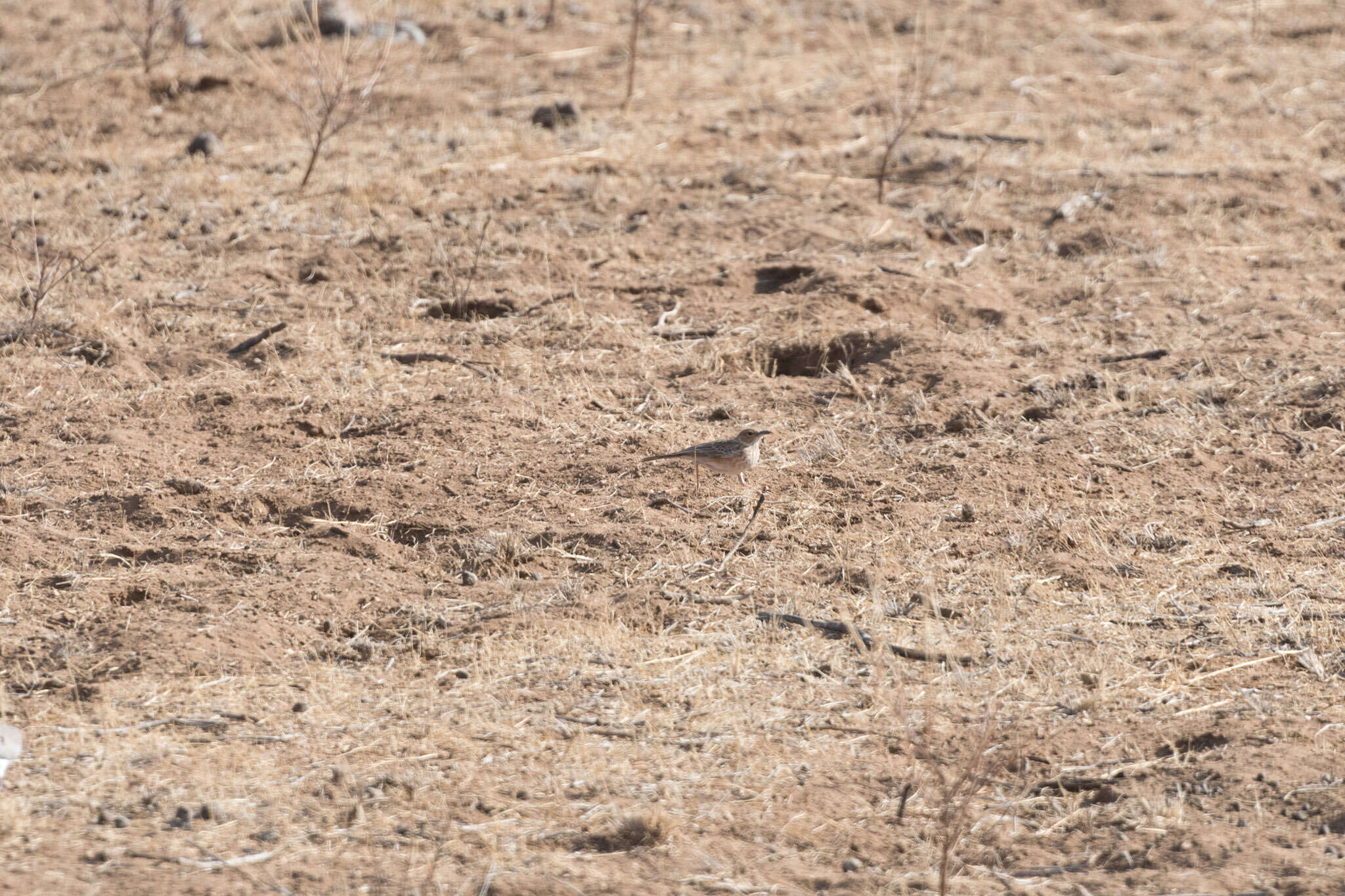 Image of Pink-breasted Lark