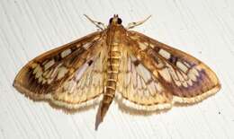 Image of Zigzag Herpetogramma