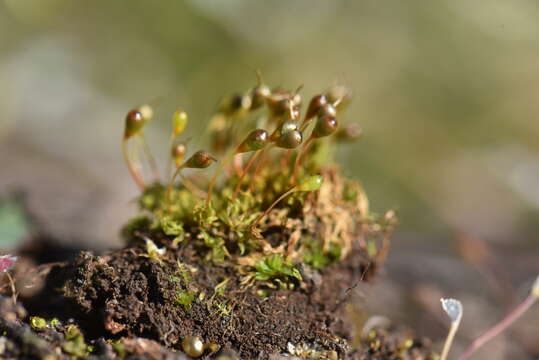 Image of entosthodon moss