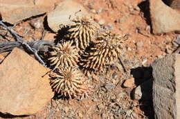 Euphorbia hypogaea Marloth resmi