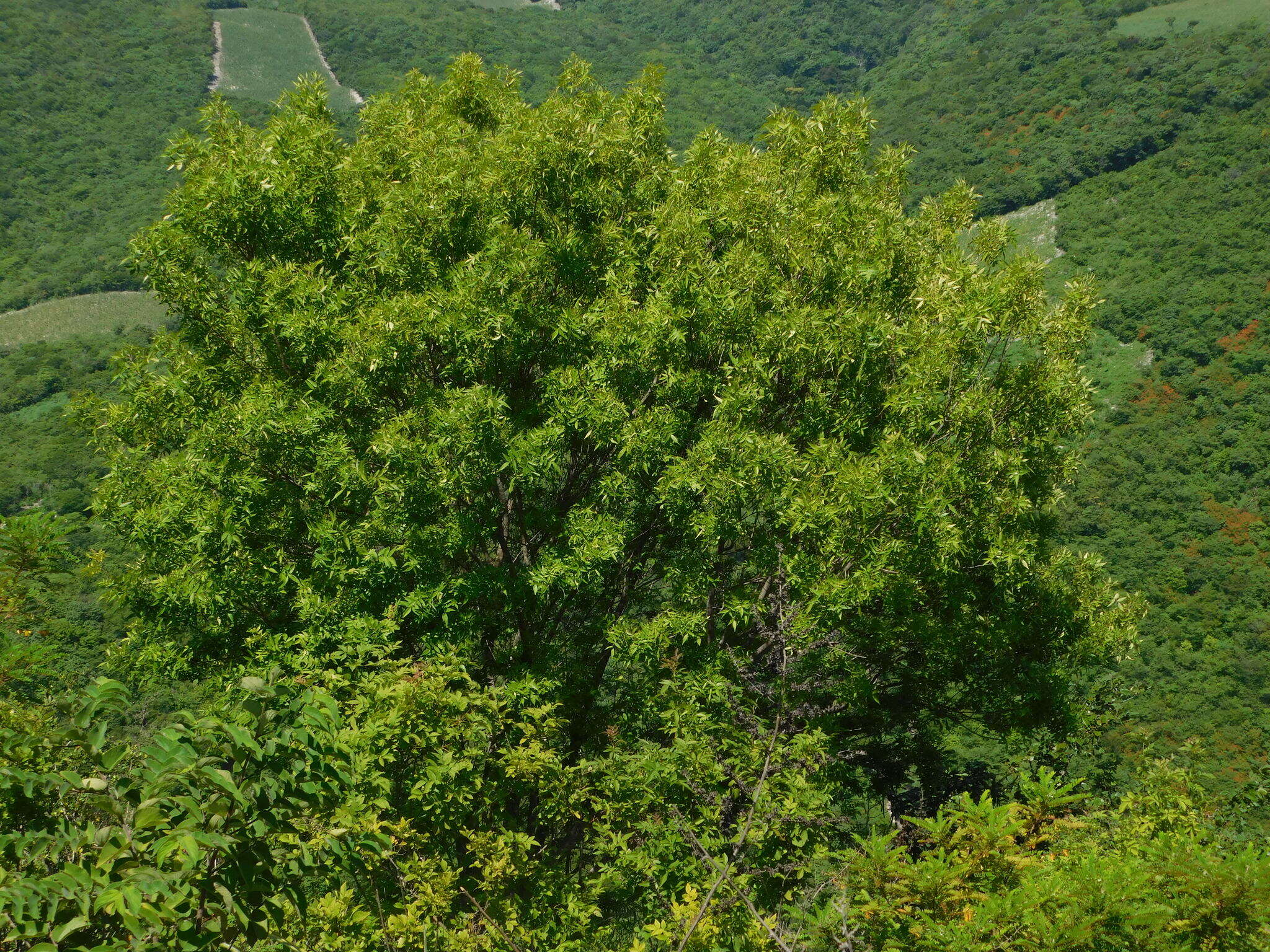 Image of Fraxinus purpusii Brandegee