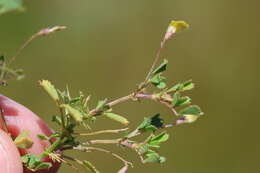 Image of cutleaf medick