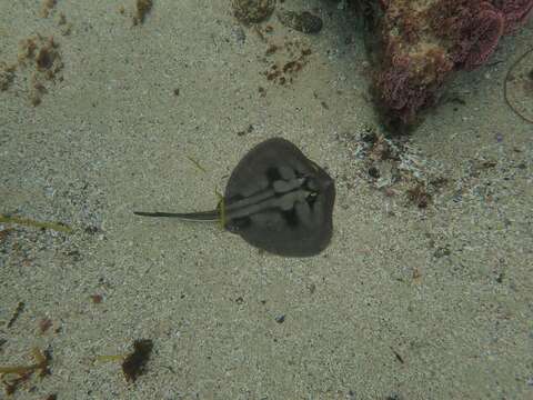 Imagem de Urolophus kapalensis Yearsley & Last 2006