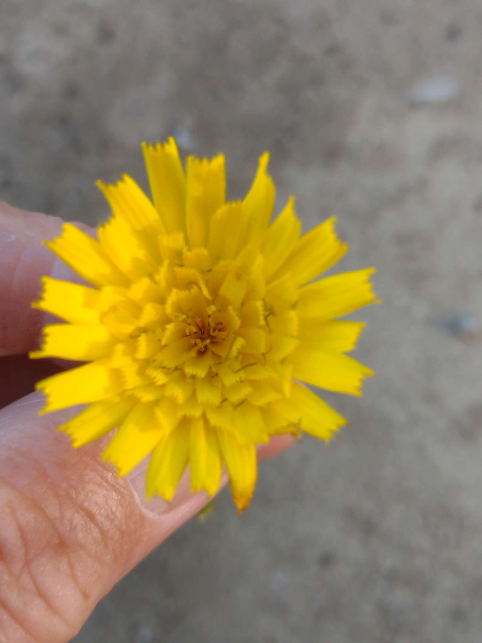 Image of Hieracium amplexicaule subsp. spelaeum (Arv.-Touv.) Zahn