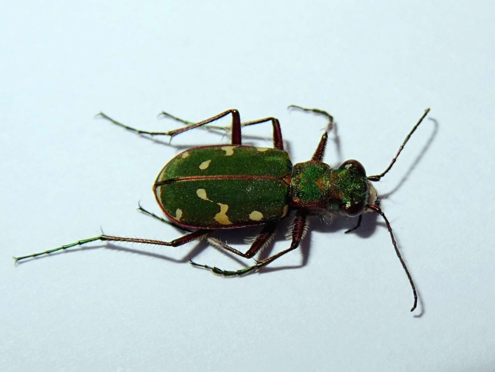 Image of Cicindela (Cicindela) turkestanica Ballion 1871