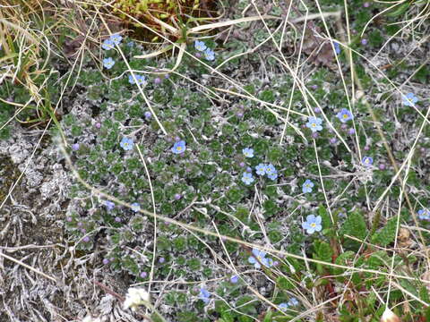 Слика од Eritrichium arctisibiricum (Petrovsky) A. P. Khokhr.