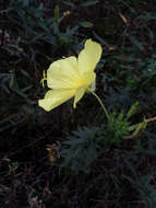 Oenothera heterophylla Spach的圖片