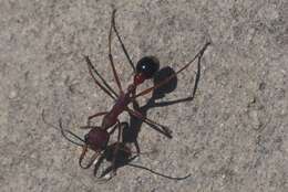 صورة Myrmecia analis Mayr 1862