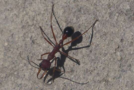 صورة Myrmecia analis Mayr 1862