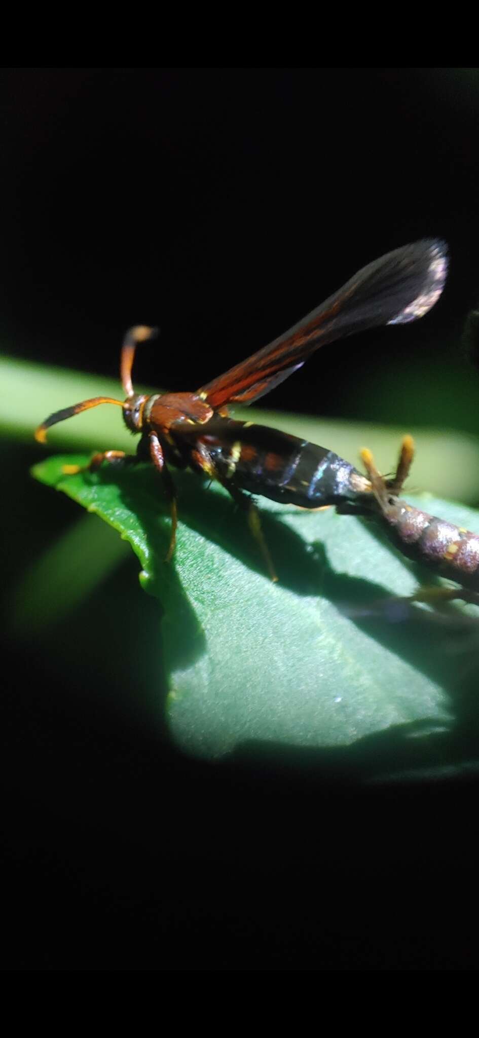 Слика од Vitacea scepsiformis (Edwards 1881)