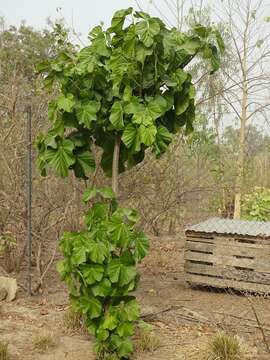 Image of Cola cordifolia (Cav.) R. Br.