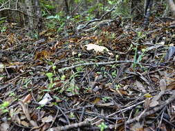 Image of Kauri greenhood