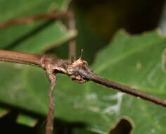 Image of Bactricia bituberculata (Schaum 1857)