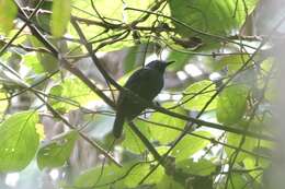 Image of Bluish-slate Antshrike