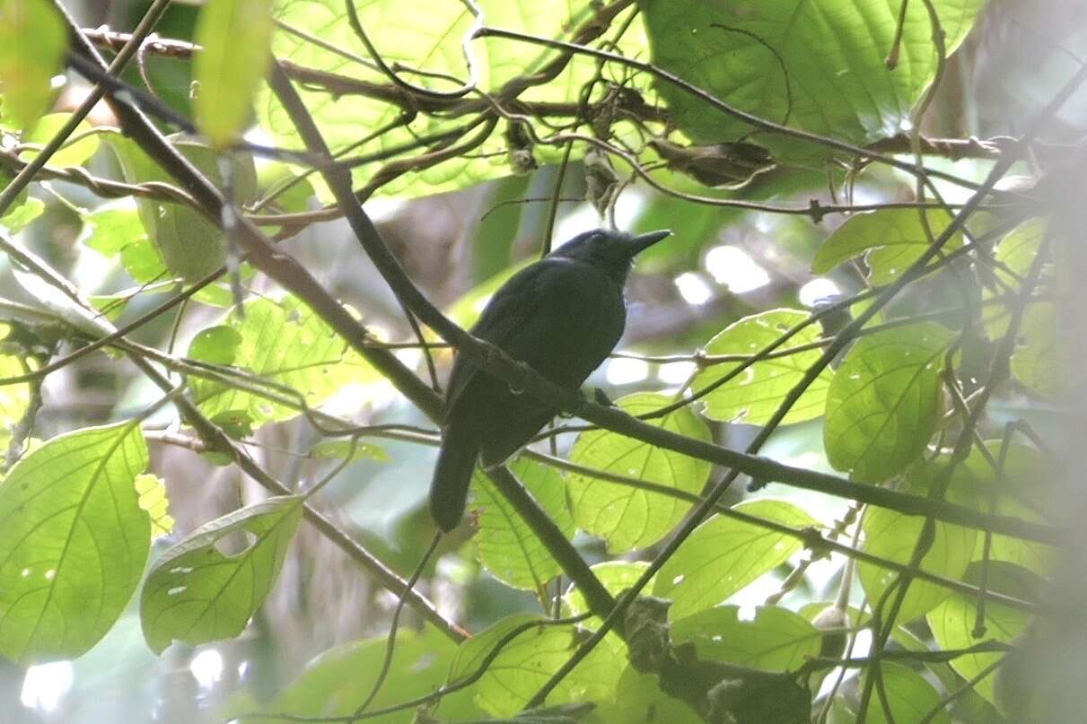 Image of Bluish-slate Antshrike