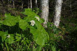 Image de Diphylleia grayi F. Schmidt