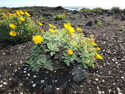 Image of Pulicaria canariensis subsp. lanata Bramw. & Kunk.