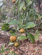 Image of tangerine