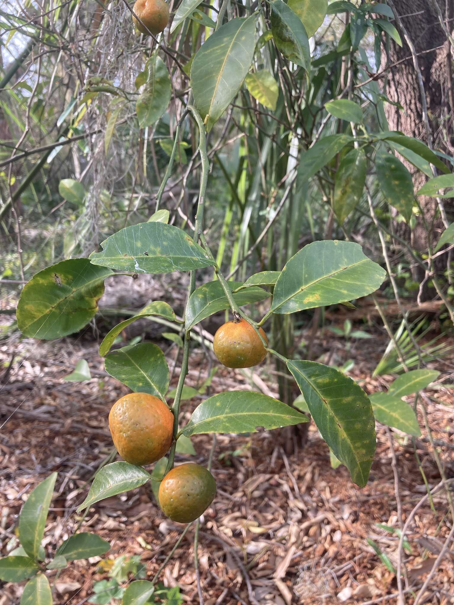 Image of tangerine