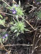 Image of Paiute Mountain pincushionplant