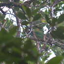 Image of Turquoise-throated Barbet