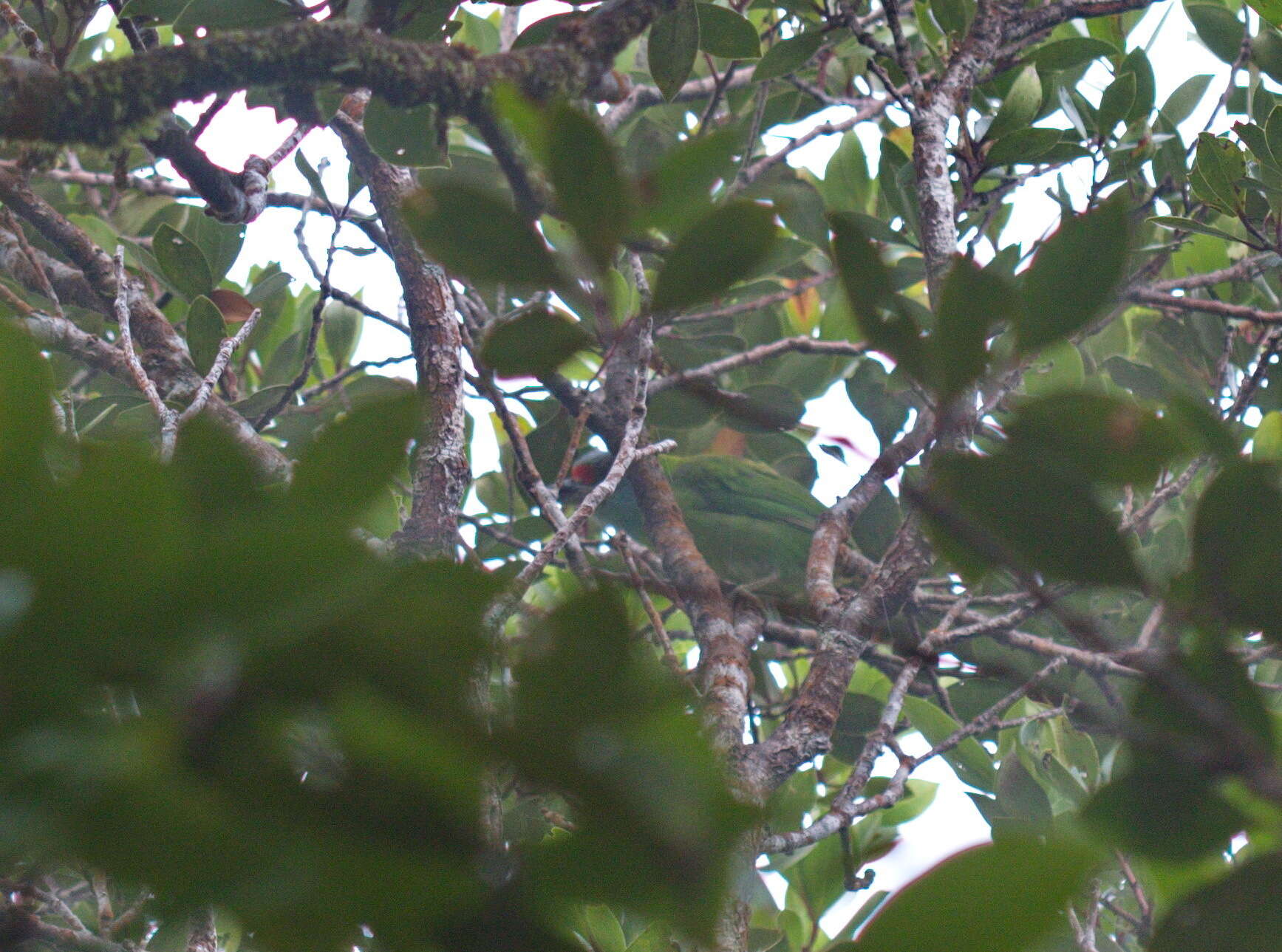 Image of Turquoise-throated Barbet