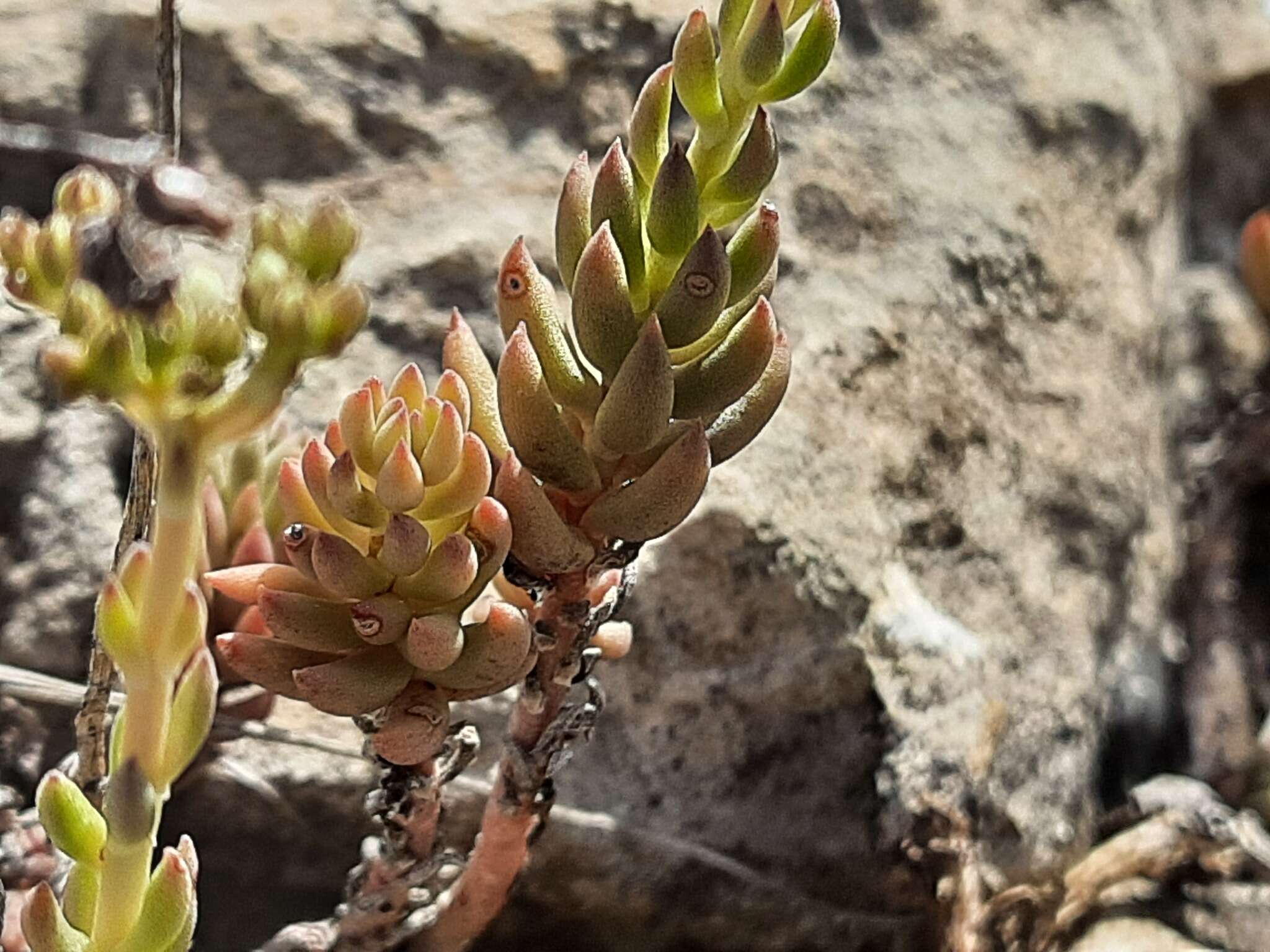 Sivun Petrosedum subulatum (C. A. Mey.) Afferni kuva