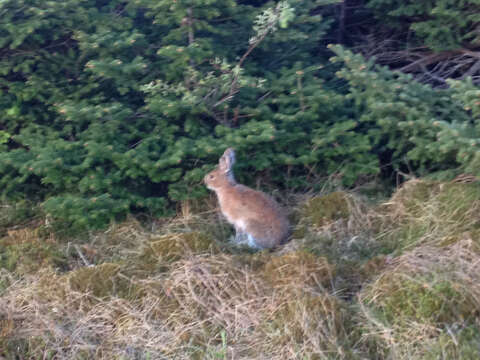 Image of snowshoe hare