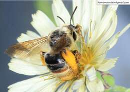 Image of Eucera pekingensis Yasumatsu 1946