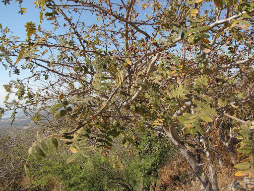 Image of Bursera copallifera (Sesse & Moc. ex DC.) Bullock