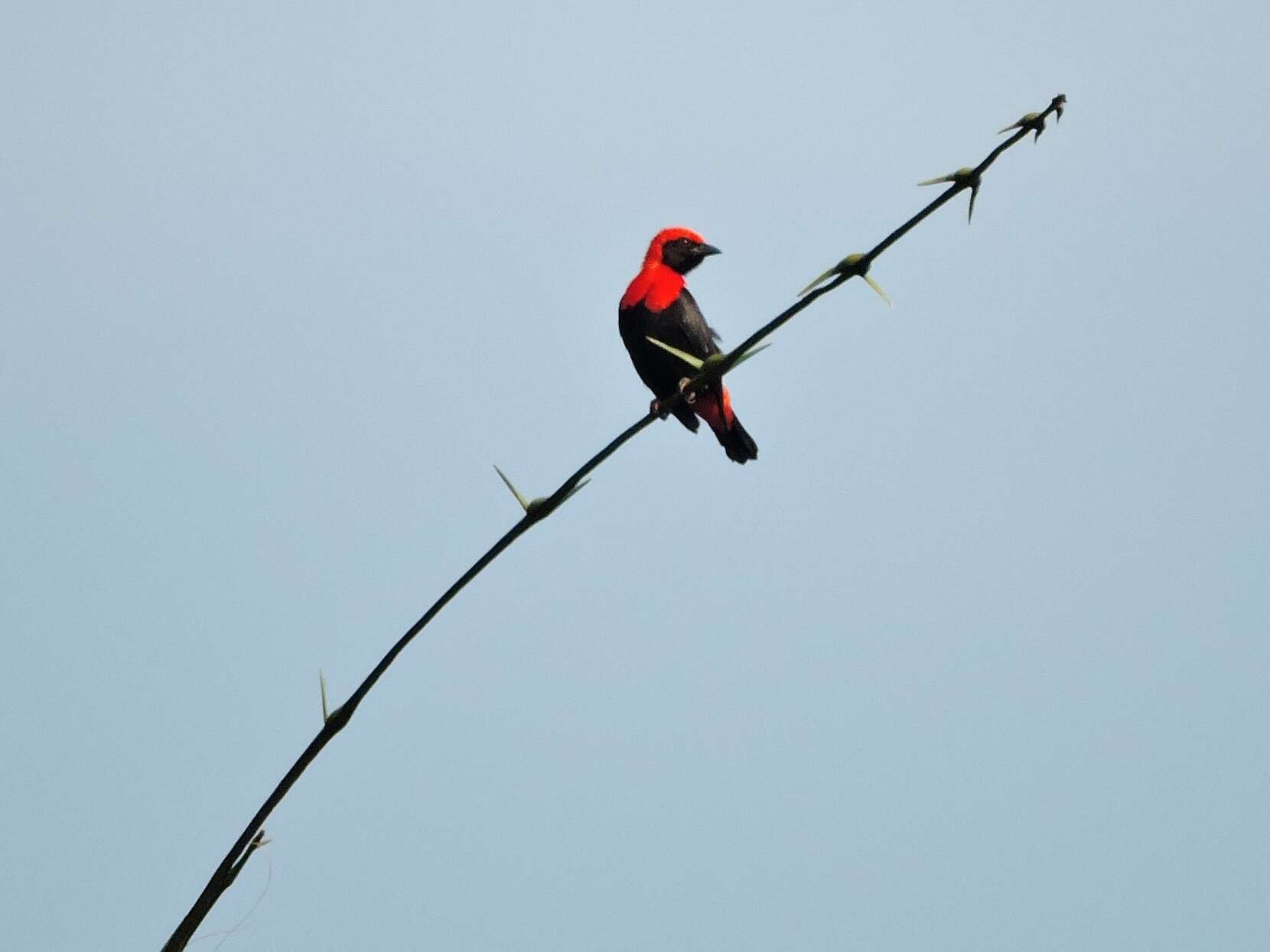 Слика од Malimbus scutatus (Cassin 1849)