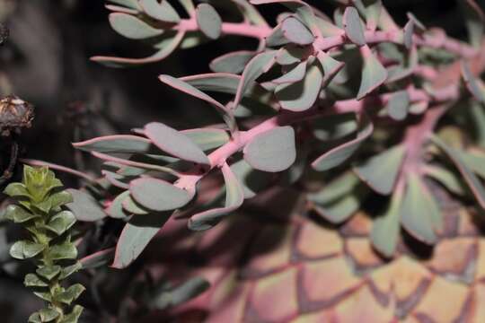 Image of Protea sulphurea Phillips