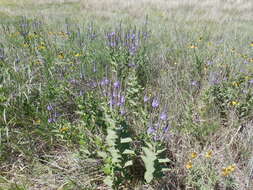 Image de Verbena stricta Vent.