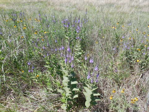 Imagem de Verbena stricta Vent.