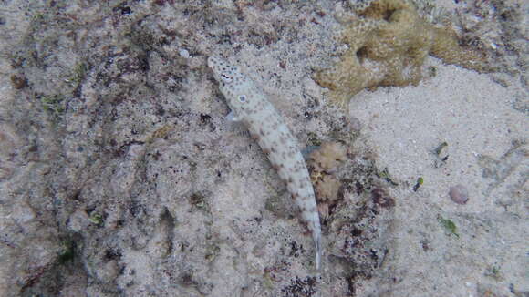 Image of Latticed sandperch