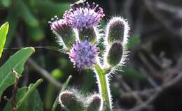 Image of Senecio erubescens Ait.