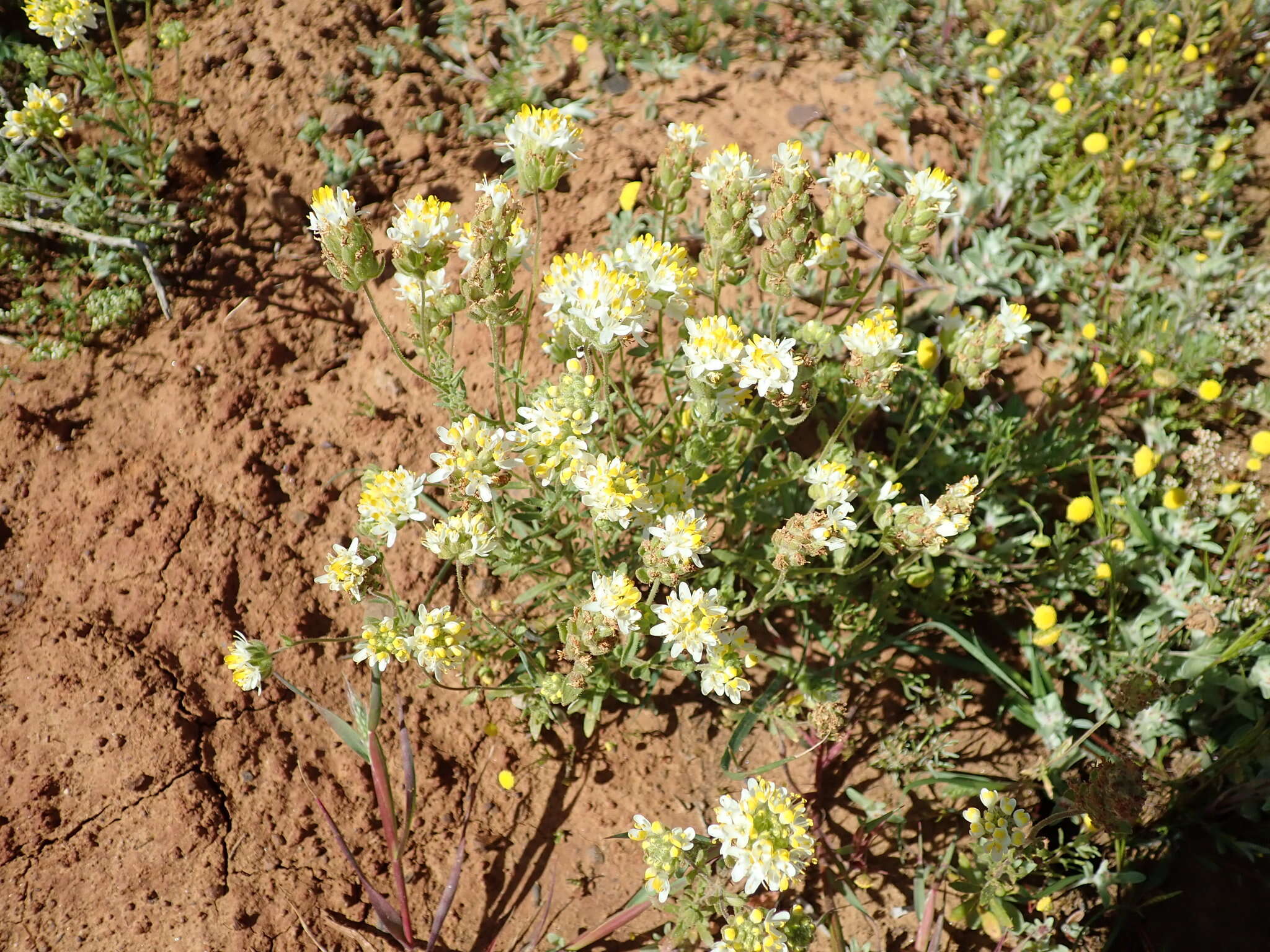 Image de Polycarena aurea Benth.