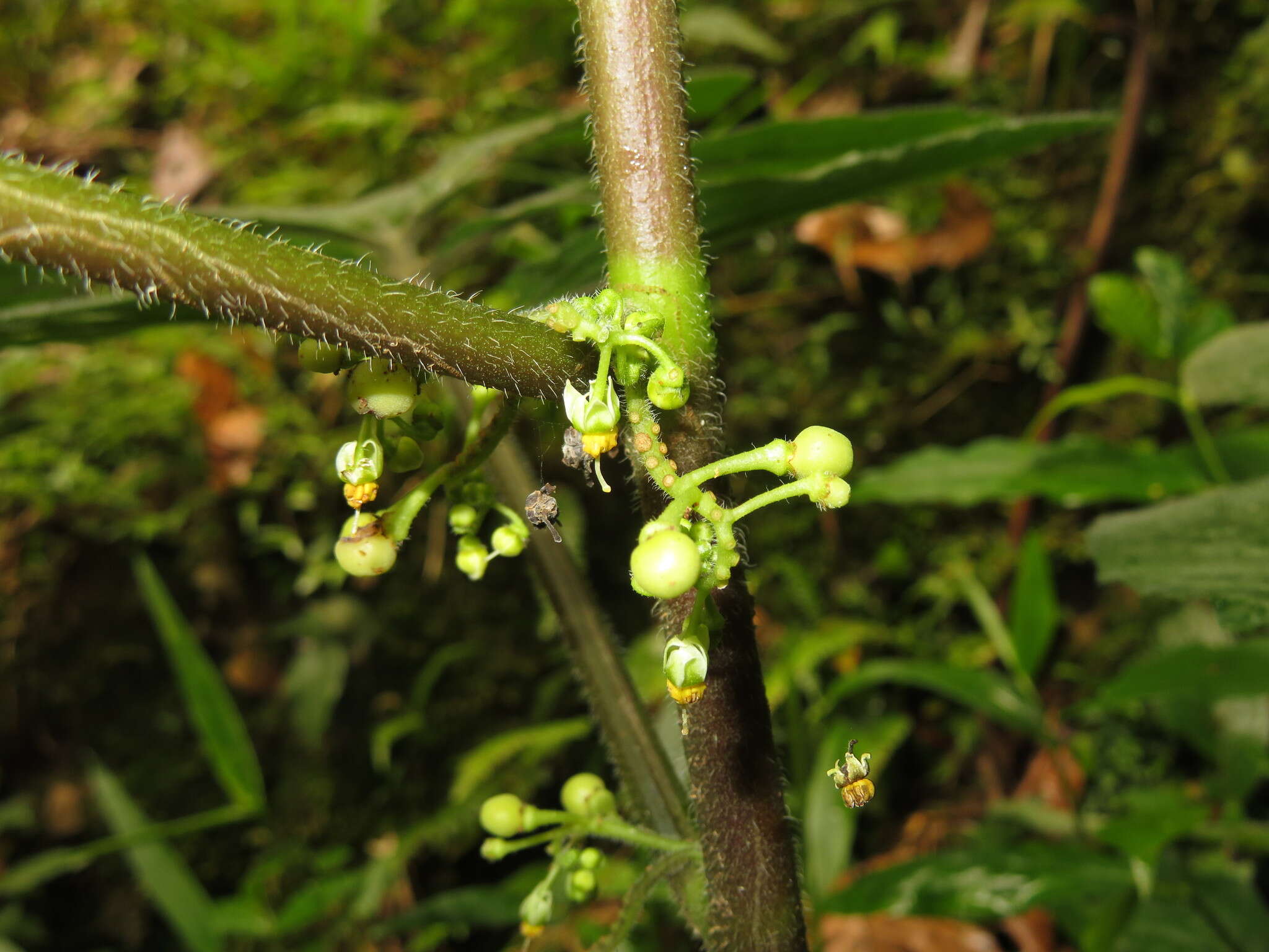 Image of Solanum mite Ruiz & Pav.