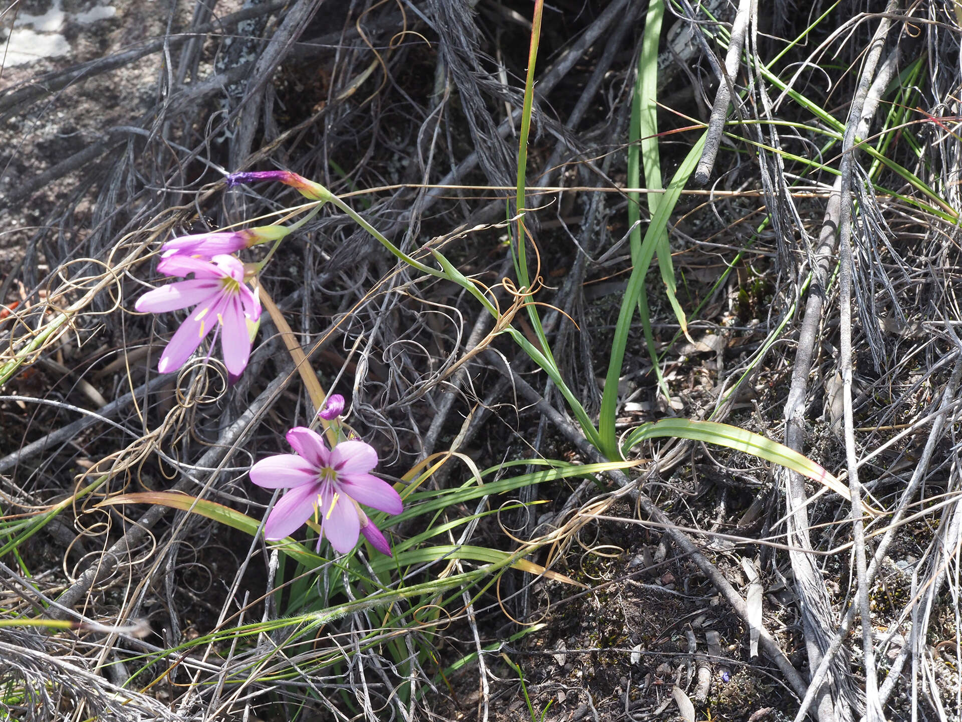 Image of Geissorhiza elsiae Goldblatt