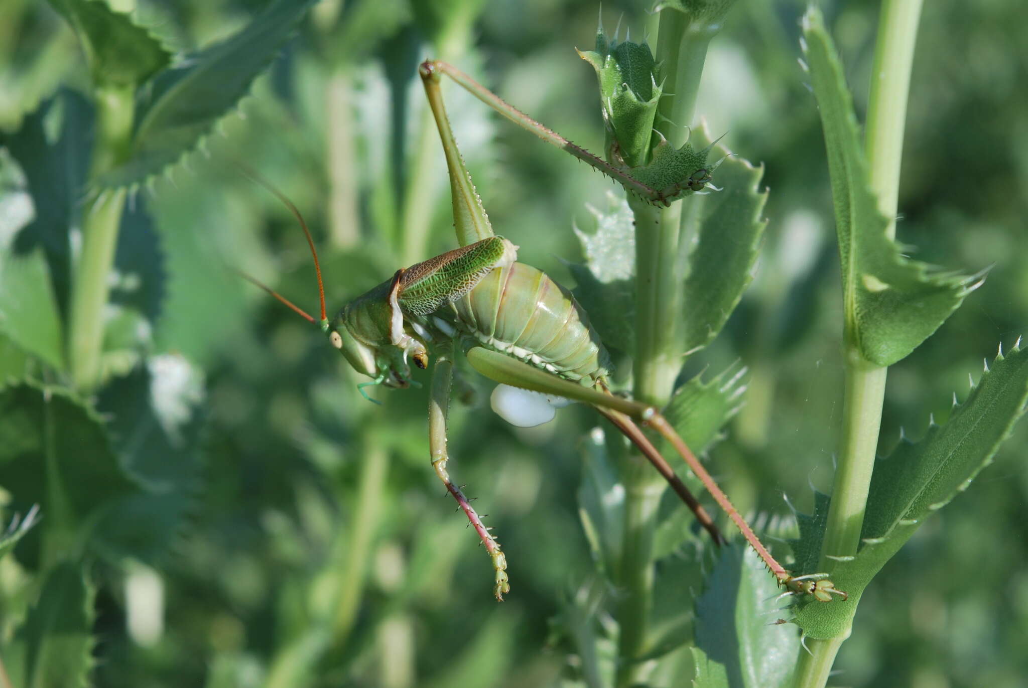 Image of Lesser Arid-land Katydid