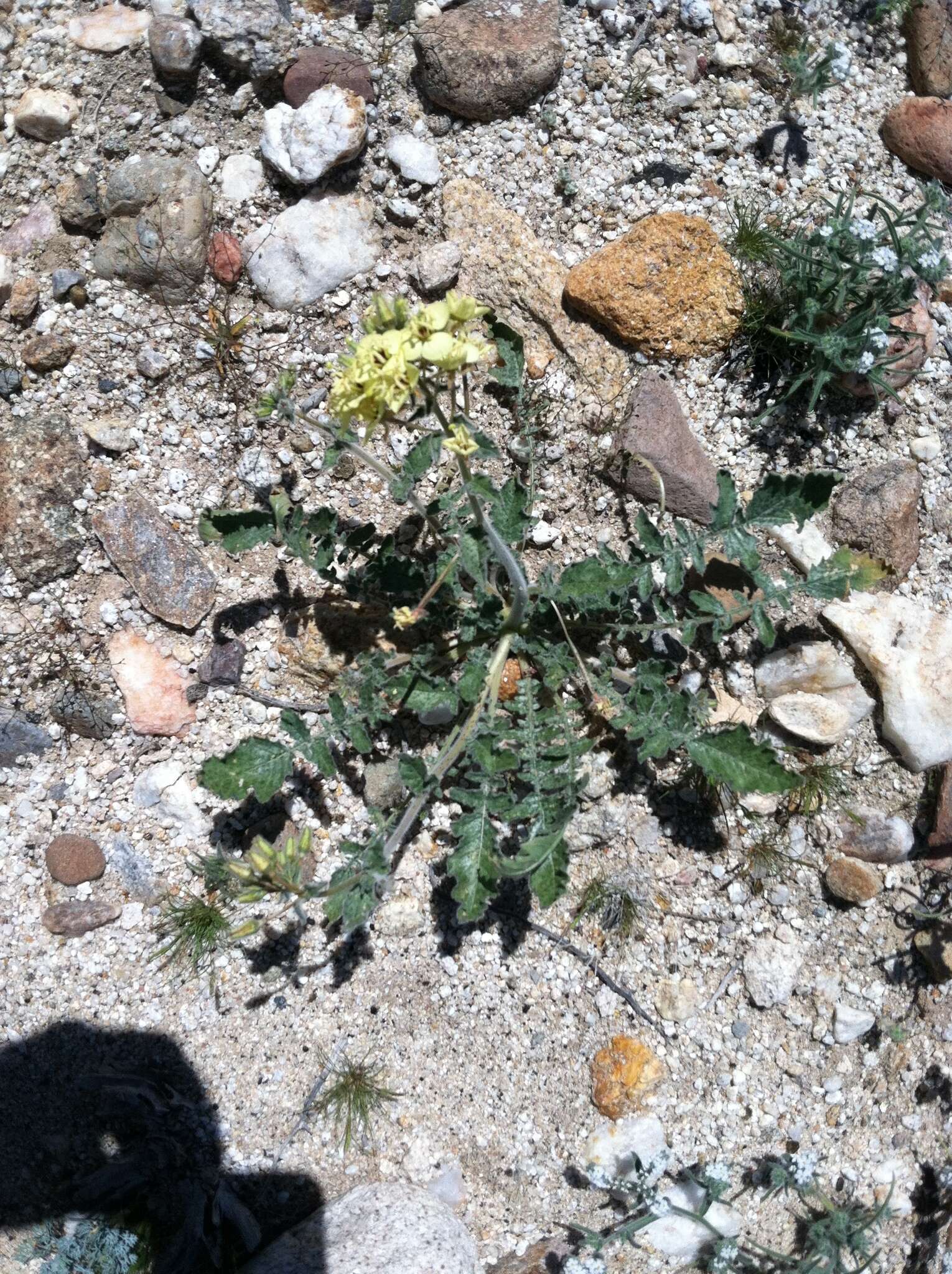 Imagem de Chylismia claviformis subsp. peirsonii (Munz) W. L. Wagner & Hoch