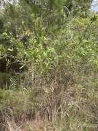 Sivun Callistemon pachyphyllus Cheel kuva