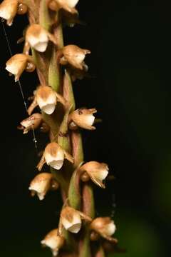 Image of Peristylus plantagineus (Lindl.) Lindl.