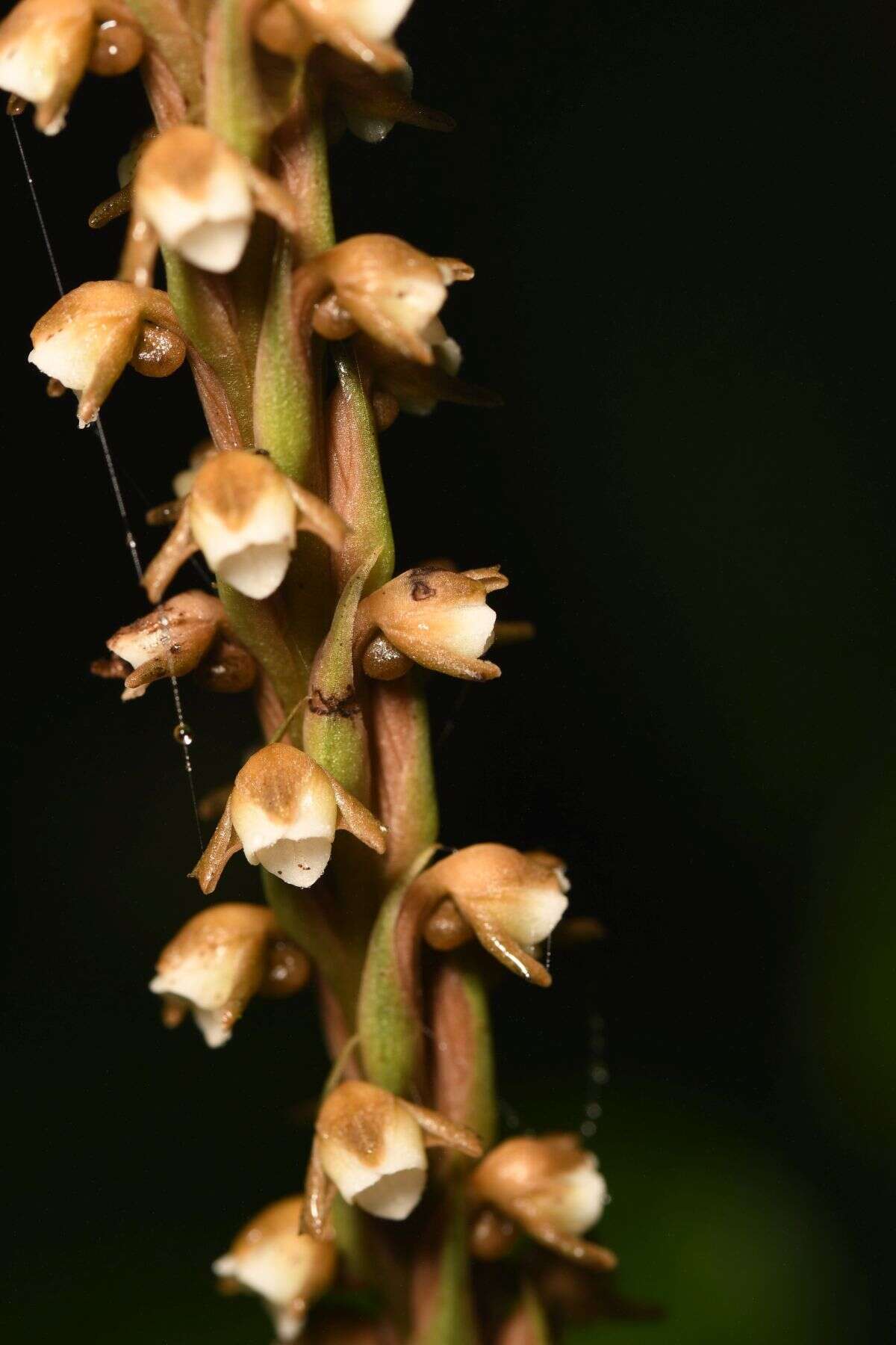 Plancia ëd Peristylus plantagineus (Lindl.) Lindl.