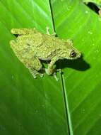 Image of Boulenger's Snouted Treefrog