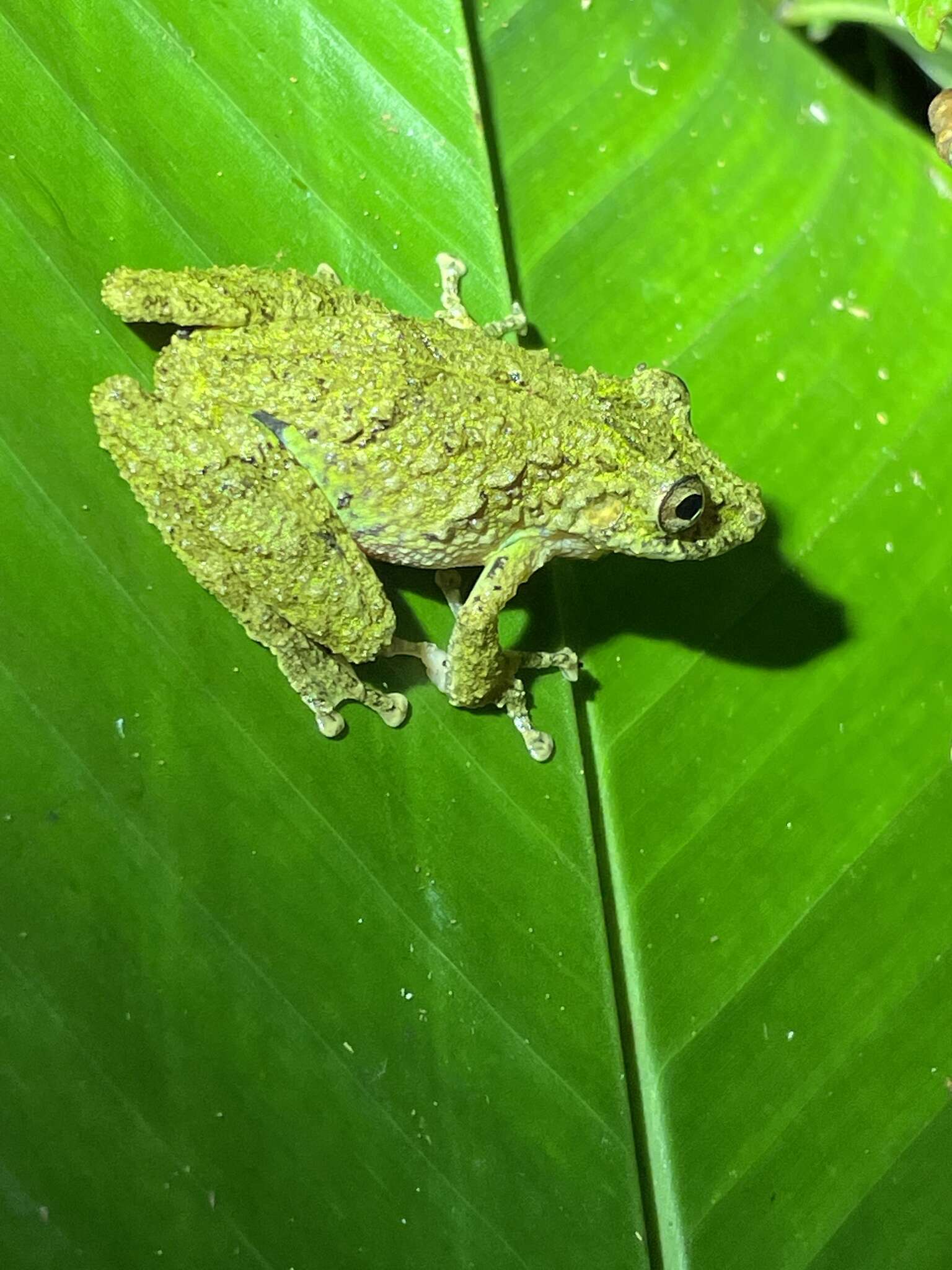 Image of Boulenger's Snouted Treefrog