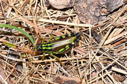 Image of Long-winged Mountain Grasshopper