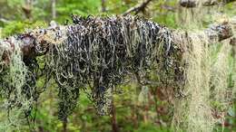 Image of duplicate tube lichen