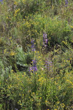 Image of European bellflower